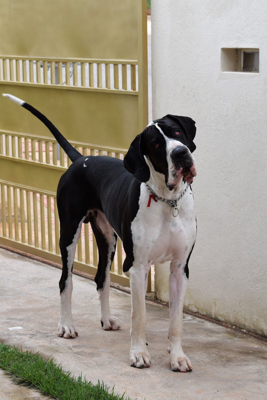 Great Dane Grooming Tips for a Healthy Coat and Skin