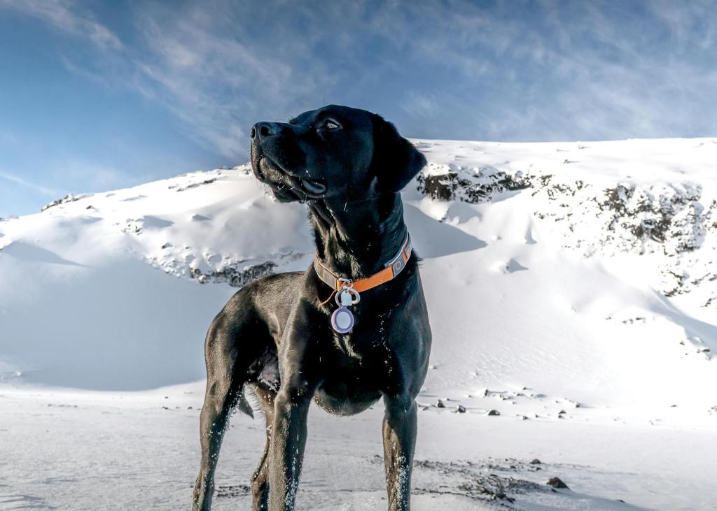 Bloat in Great Danes: Prevention and Warning Signs
