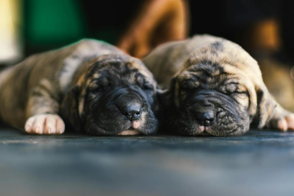 Great Dane Puppy Care: Complete First-Year Guide