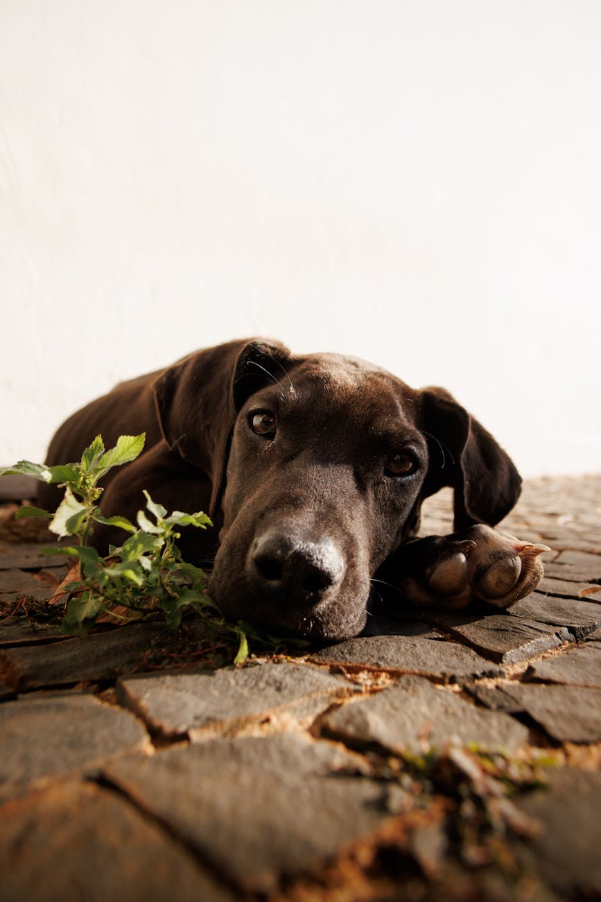 Best Diet for Great Danes at Every Life Stage